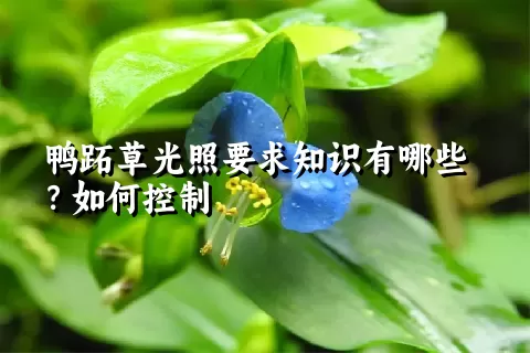 鸭跖草光照要求知识有哪些？如何控制