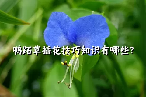 鸭跖草插花技巧知识有哪些？