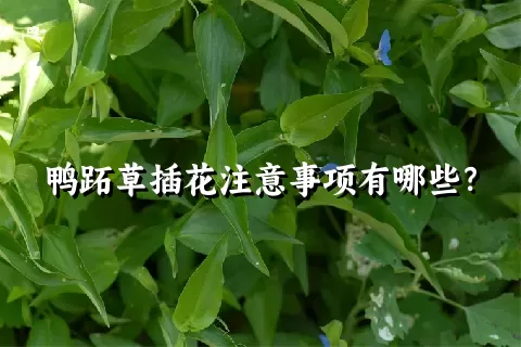 鸭跖草插花注意事项有哪些？