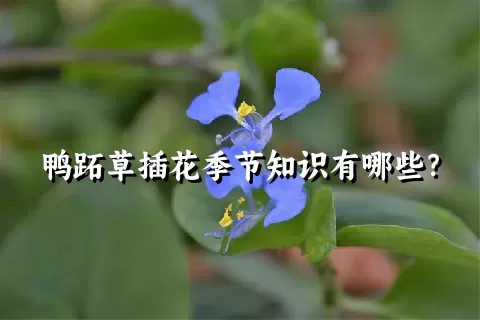 鸭跖草插花季节知识有哪些？