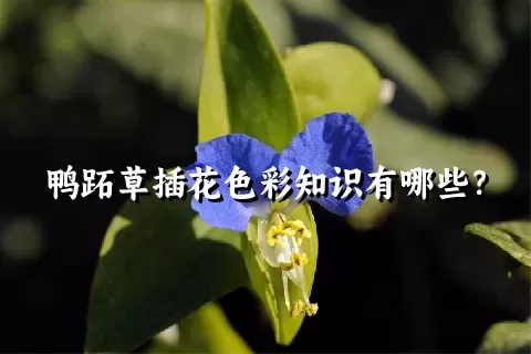 鸭跖草插花色彩知识有哪些？