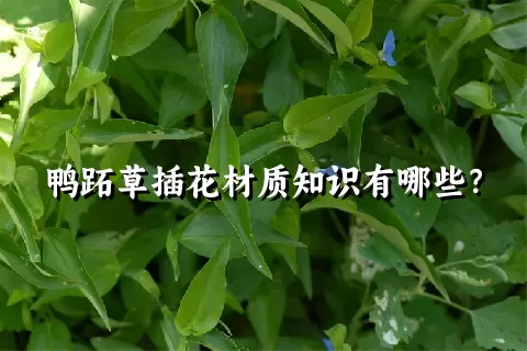 鸭跖草插花材质知识有哪些？