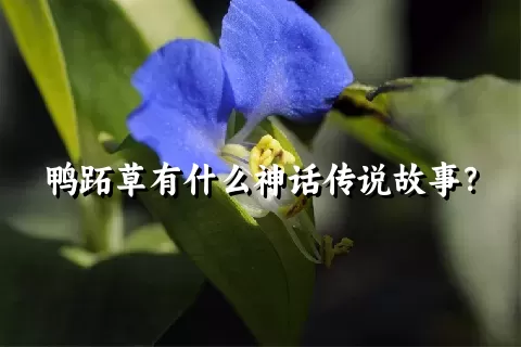 鸭跖草有什么神话传说故事？