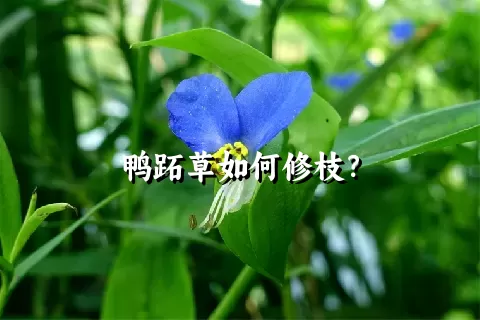 鸭跖草如何修枝？