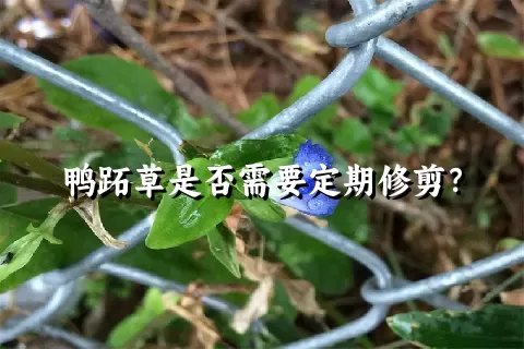 鸭跖草是否需要定期修剪？