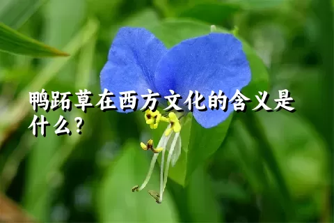 鸭跖草在西方文化的含义是什么？