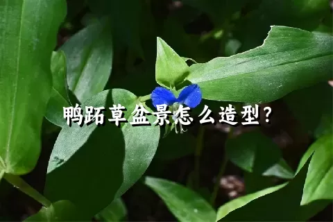 鸭跖草盆景怎么造型？