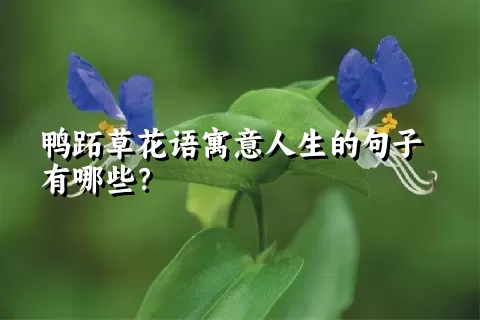 鸭跖草花语寓意人生的句子有哪些？