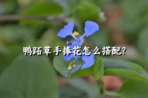 鸭跖草手捧花怎么搭配？