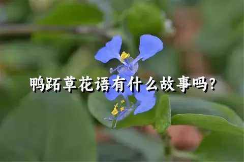 鸭跖草花语有什么故事吗？