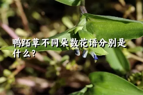 鸭跖草不同朵数花语分别是什么？