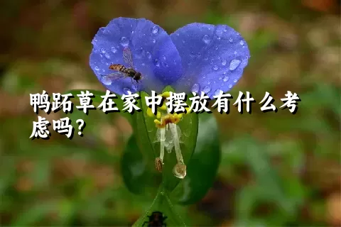 鸭跖草在家中摆放有什么考虑吗？