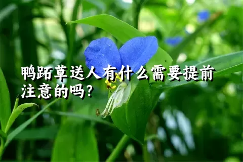 鸭跖草送人有什么需要提前注意的吗？