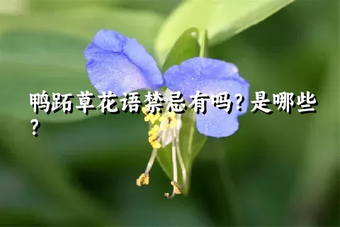 鸭跖草花语禁忌有吗？是哪些？