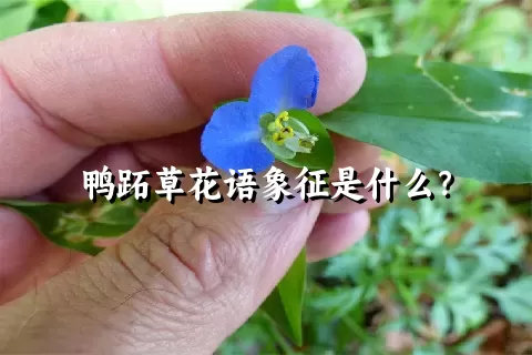 鸭跖草花语象征是什么？