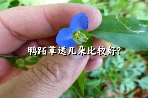 鸭跖草送几朵比较好？