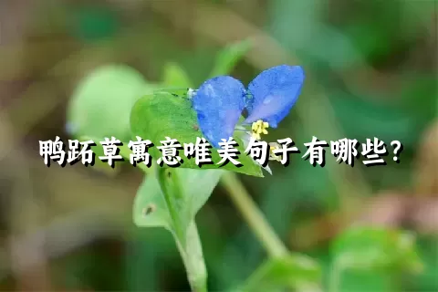 鸭跖草寓意唯美句子有哪些？