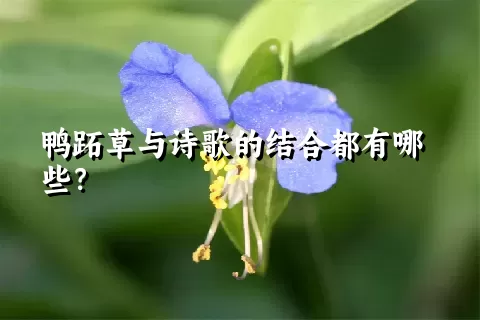 鸭跖草与诗歌的结合都有哪些？