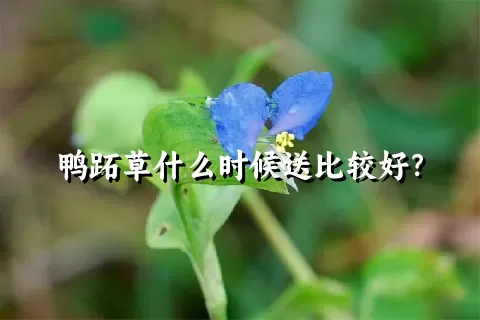 鸭跖草什么时候送比较好？