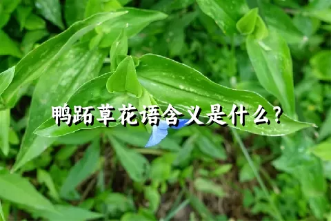 鸭跖草花语含义是什么？