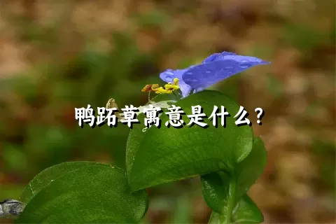 鸭跖草寓意是什么？