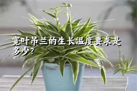 宽叶吊兰的生长温度要求是多少？