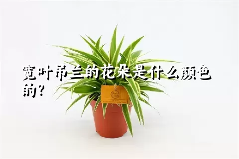 宽叶吊兰的花朵是什么颜色的？