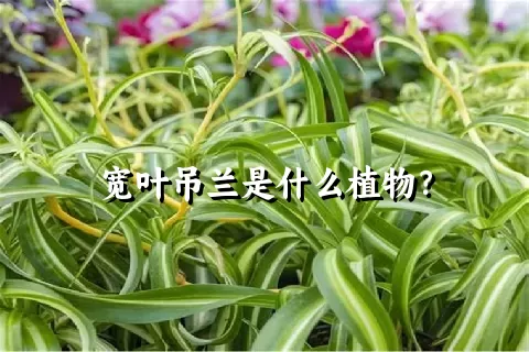 宽叶吊兰是什么植物？