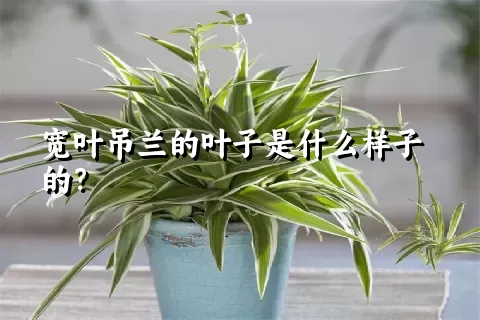 宽叶吊兰的叶子是什么样子的？