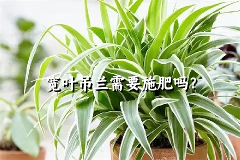 宽叶吊兰需要施肥吗？