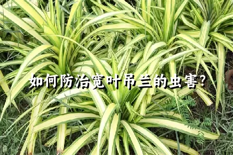 如何防治宽叶吊兰的虫害？