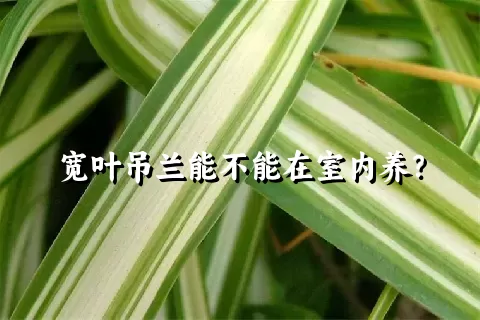 宽叶吊兰能不能在室内养？