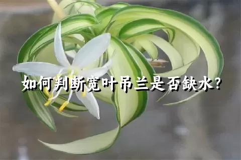 如何判断宽叶吊兰是否缺水？