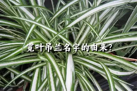 宽叶吊兰名字的由来？