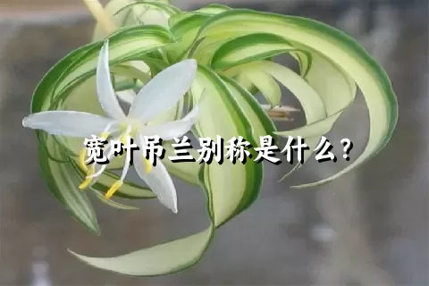 宽叶吊兰别称是什么？