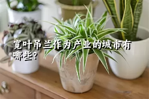 宽叶吊兰作为产业的城市有哪些？