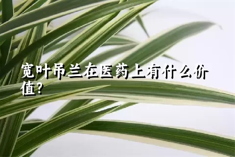 宽叶吊兰在医药上有什么价值？