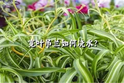 宽叶吊兰如何浇水？