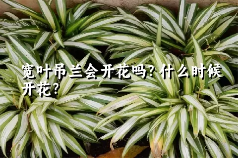 宽叶吊兰会开花吗？什么时候开花？