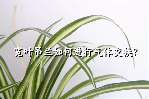 宽叶吊兰如何进行气体交换？