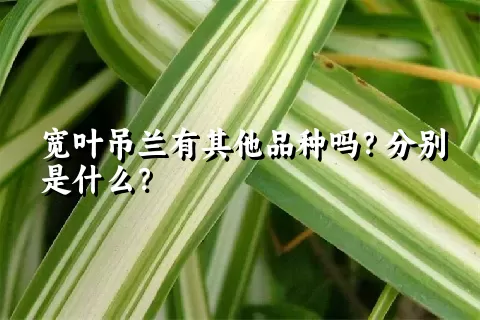 宽叶吊兰有其他品种吗？分别是什么？