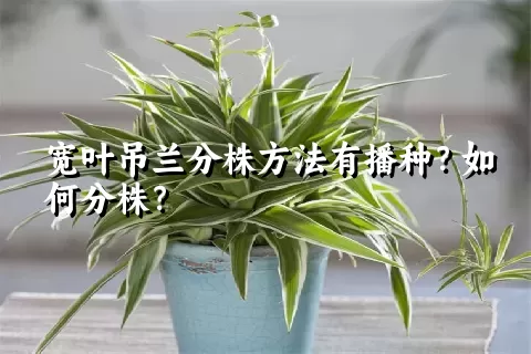 宽叶吊兰分株方法有播种？如何分株？