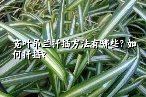 宽叶吊兰扦插方法有哪些？如何扦插？