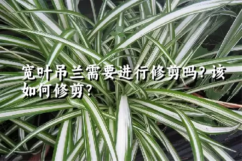 宽叶吊兰需要进行修剪吗？该如何修剪？