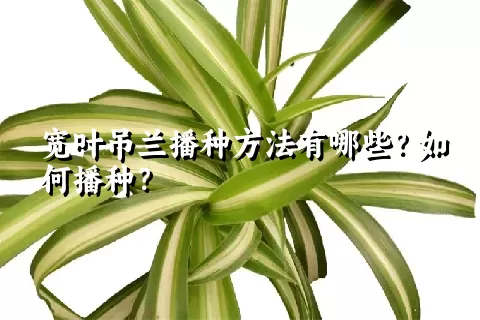 宽叶吊兰播种方法有哪些？如何播种？