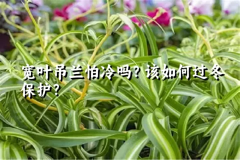 宽叶吊兰怕冷吗？该如何过冬保护？