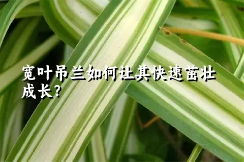 宽叶吊兰如何让其快速茁壮成长？