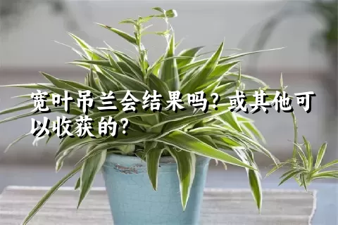 宽叶吊兰会结果吗？或其他可以收获的？