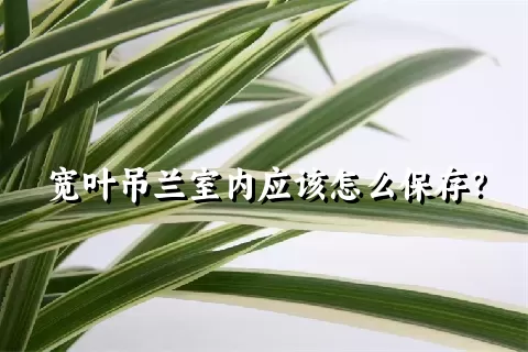 宽叶吊兰室内应该怎么保存？