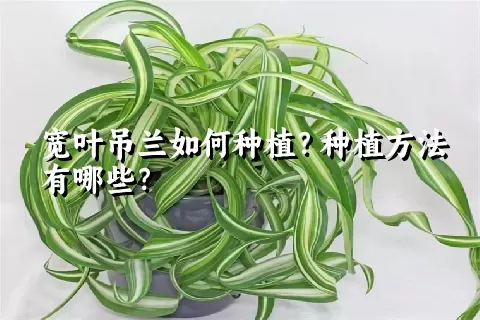 宽叶吊兰如何种植？种植方法有哪些？